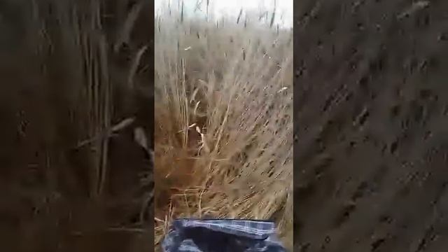 Вездеход "ЖУК" в Казахстане. смотреть онлайн