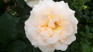 Роза САН СУСИ ??? сочитание  с Розариум Ютерсен в Подмосковье часть 2???...