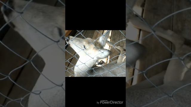 Поездка с классом в Zoo and Музей военной техники смотреть онлайн