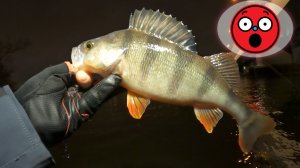 РЫБАЛКА РАНО УТРОМ! ЛОВЛЯ СУДАКА! ЛОВЛЯ ОКУНЯ! МИКРОДЖИГ!