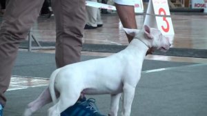 Dog Show Mono Bull terrier 2013/08/24 p05 (436)