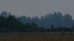 Simon Khorolskiy – The Cranes | Ах, журавли, журавли | Христианские песни