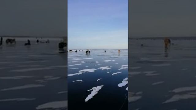 Рыбалка Куйбышевское водохранилище р. КАМА