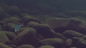 Сибирская мушка.  ч. 1 Понятие и основы ч. 2 Традиционные нимфы  HD