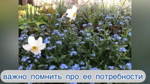 Незабудки цветы для малоуходного сада.