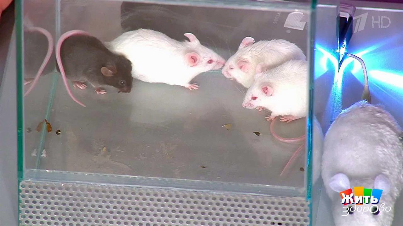 Геморрагическая лихорадка. Жить здорово! Фрагмент выпуска от 06.06.2017