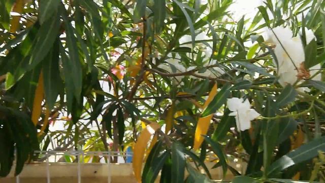 Кампсис ( Текома). Олеандры розовые и белые. смотреть онлайн