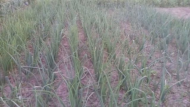 Лук бeз стрeлок.Как добиться такого рeзультата? смотреть онлайн