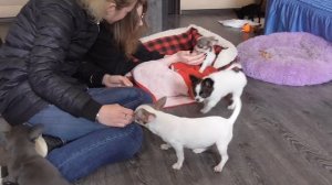 Как Выбирают щенка чихуахуа в питомнике @ Chihuahua puppy