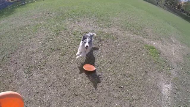 Бордер колли Лика - вольт от GoPro смотреть онлайн