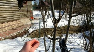 как обрезать запущенную колонновидную яблоню, растущую КАНДЕЛЯБРОМ