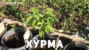 Хурма после зимы - как перезимовала.