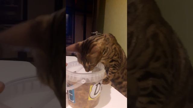 праздничный ужин смотреть онлайн