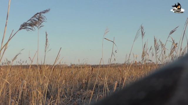 Открытие весенней охоты 2021 | Весенняя охота на селезня с подсадной уткой