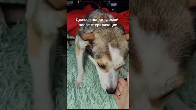 История Джесси #животные #собака #собакадругчеловека #приютдлясобак #собачьяжизнь собачьяж