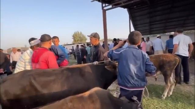БОЗОРИ ШАНБЕБОЗОР НАРХИ БУКА ГНОЖИН МОЛИ ДЕХКОН 26 августа 2023 г.