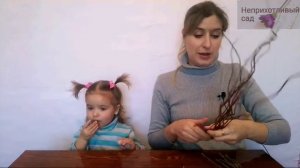 Ива Матсудана. Обрезка и размножение декоративной ивы