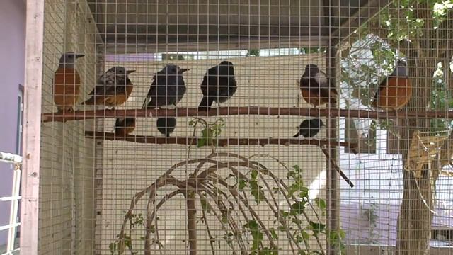 Пёстро-каменный дрозд (пение ) смотреть онлайн