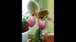 Слайд-шоу Paphiopedilum Pinocchio.