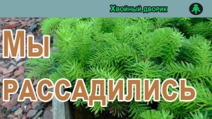 Рассадили саженцы хвойных,ель голубая,туя  можжевельник. Что будет на осень 2024 и Весна 2025