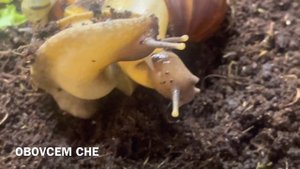 МОМЕНТ СПАРИВАНИЯ УЛИТОК АХАТИН КРУПНЫМ ПЛАНОМ | ЛЮБОВЬ УЛИТОК |Спарювання Равликів