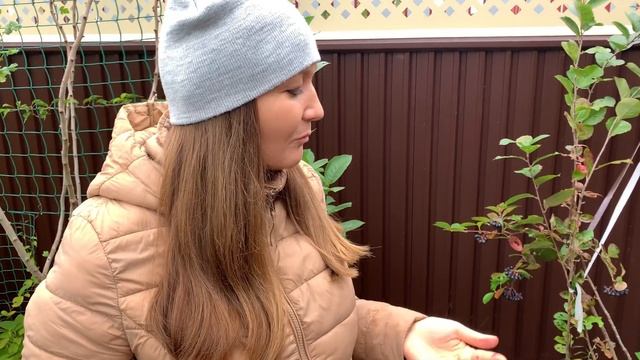 VLOG НАША ТЕПЛИЦА ОСЕНЬЮ КАКИЕ ФРУКТЫ В САДУ ЕСТЬ \ ИВА ДЕРЕВО КРАСИВОЕ \ ФУНДУК СОЗРЕЛ смотреть онлайн