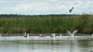 Чайка хохотунья.