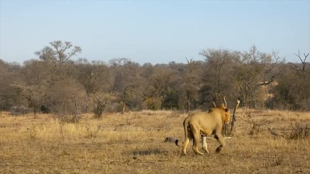 [Lion Pride 2022] Malika : The Lion Queen Documentary 2022[English subtitles] - Nat Geo wild. смотреть онлайн