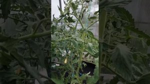 Обзор томата Знаменитая клубника миссис Шлаубах на 17 Июня.Новинка 2023.