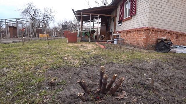 ольха и лимонник как медонос смотреть онлайн