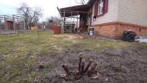 ольха и лимонник как медонос