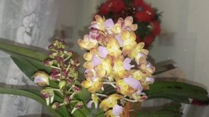 Rhynchorides Bangkok Sunset. Первое цветение.