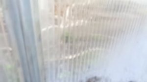 Подготовка теплицы к высадке томатов. Копаю лунки, утепляю периметр землей и досками.