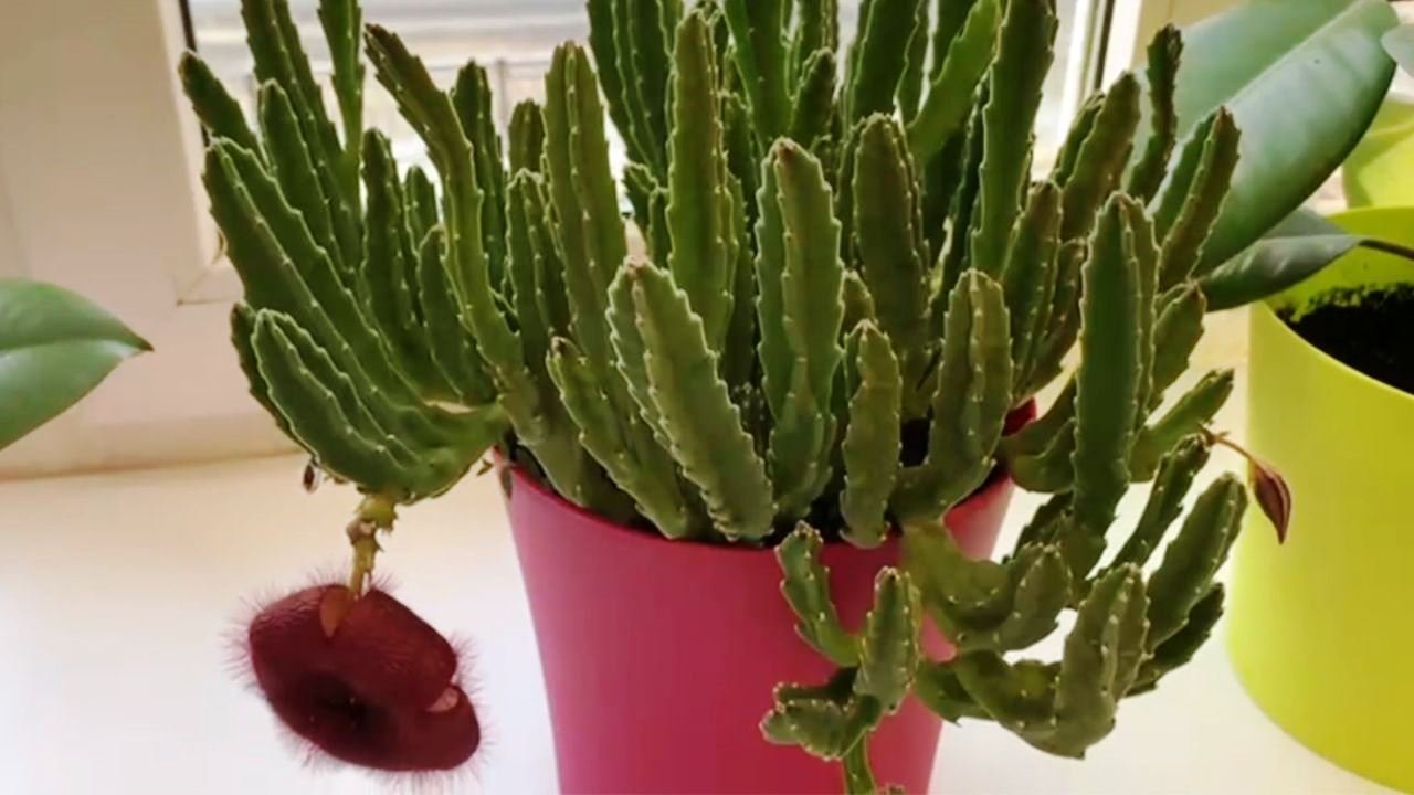 Стапелия. Цветущий кактус, но не кактус