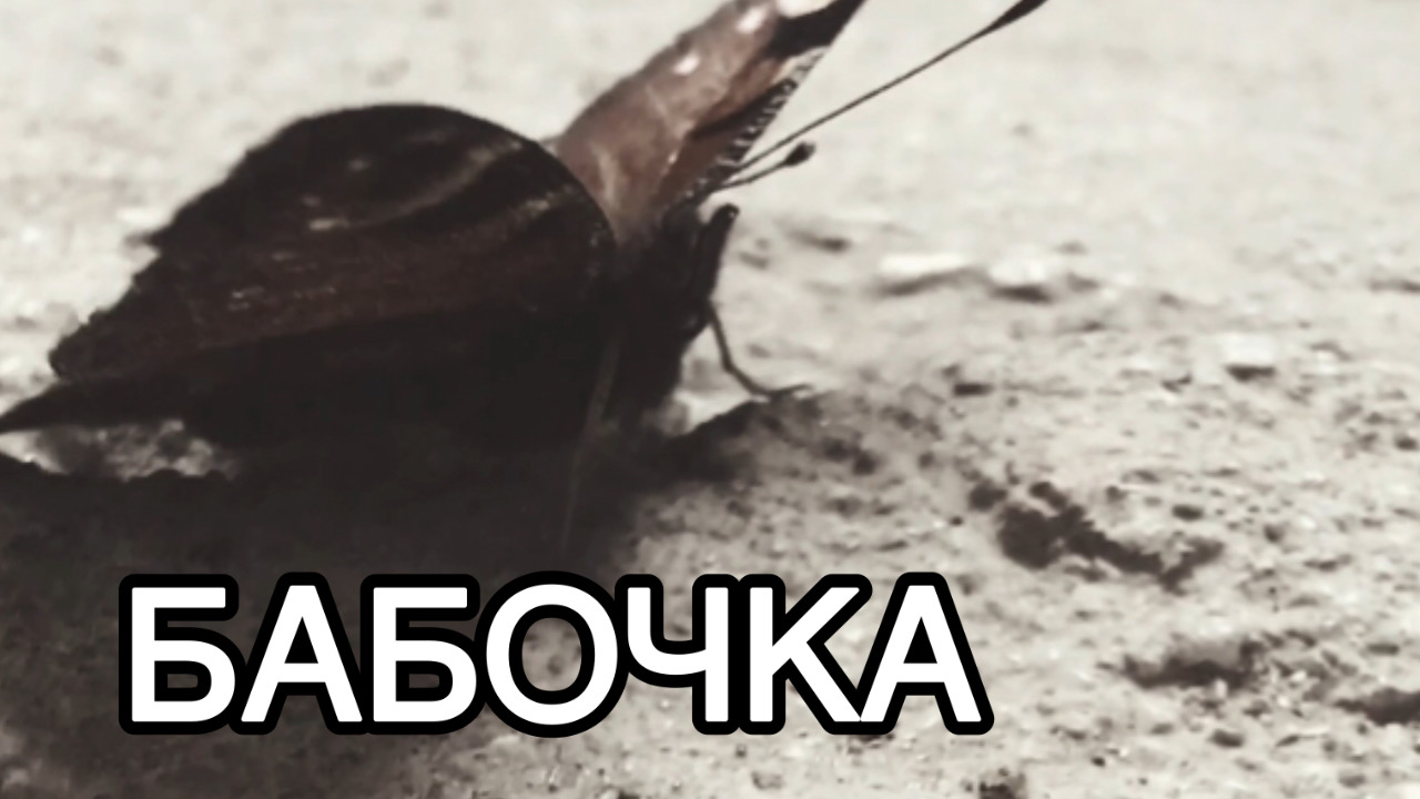 Бабочка