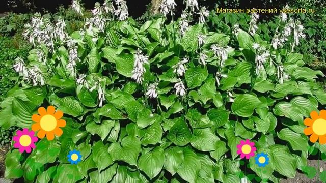Хоста гибридная Роял стандарт. Краткий обзор, описание характеристик hosta hybrida Royal Standard смотреть онлайн