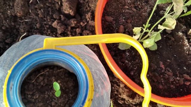 Урал.30 апреля.Мои томаты в теплице и цветы . смотреть онлайн