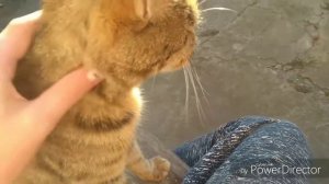 Как сделать так,чтоб кот Вас любил.Мои советы.