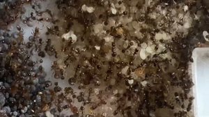 Solenopsis geminata (огненный муравей). Ты горишь, как в агонии...