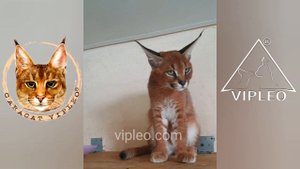 Самая красивая кошка каракет в мире! Caracat female.