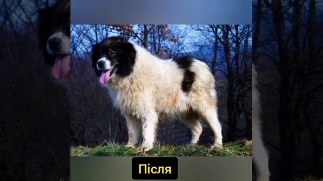 буковинська овчарка смотреть онлайн