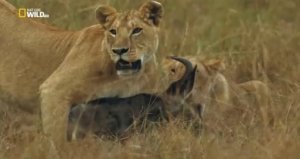 Африканская кровавая река (ч.2)