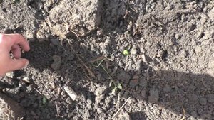 И снова "Голоперовка" коп монет с Golden Mask 5+