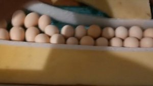 Результат инкубации КИТАЙСКИХ ШЕЛКОВЫХ КУР. "Мое Подворье"