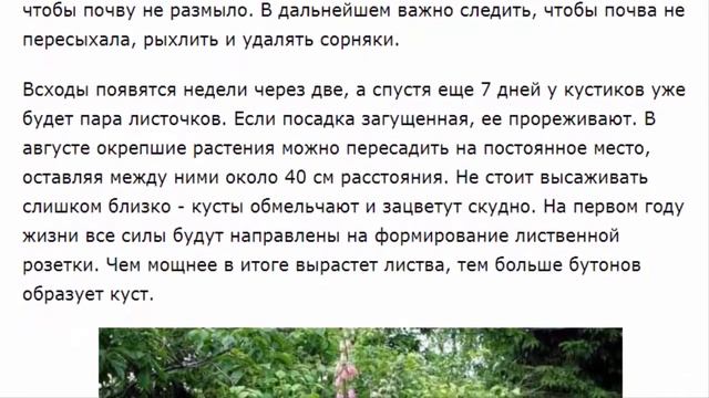 Наперстянка: посадка и уход.