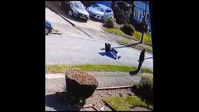 НАПАДЕНИЕ КОТА НА БУЛЬТЕРЬЕРА ПОПАЛО НА ВИДЕО смотреть онлайн