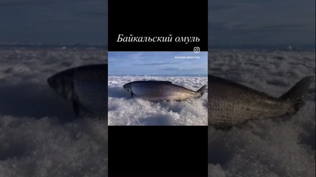Байкальский омуль #рыбалка #иркутск #байкал #омуль #зима #рыбалкавсибири #отдых