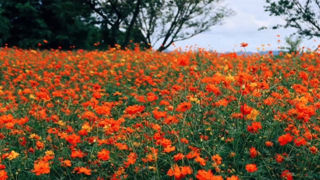 Petunia garden in Mother Farm, Chiba Prefecture смотреть онлайн