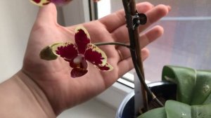 Орхидеи. Ура!!! Новинка мультифора lioulin Sparrow (Воробей)