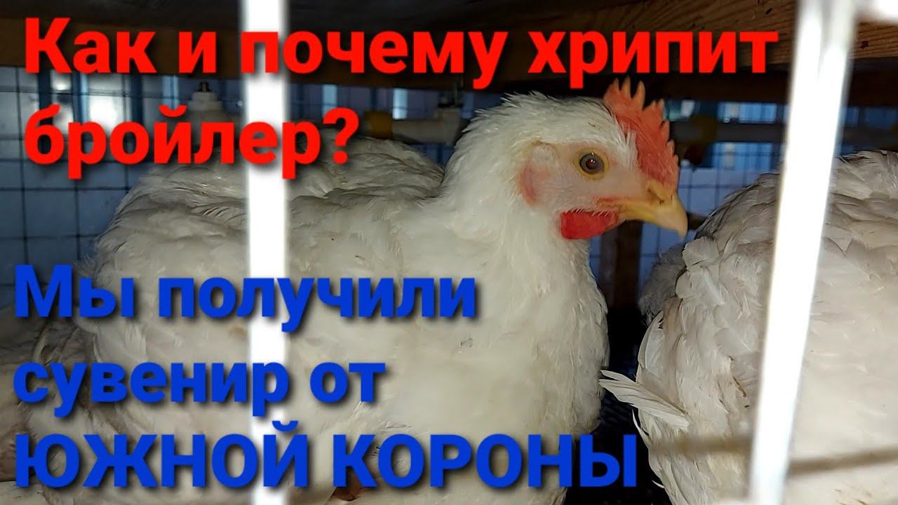 Что делать? Бройлер хрипит в жару. Распаковка посылки